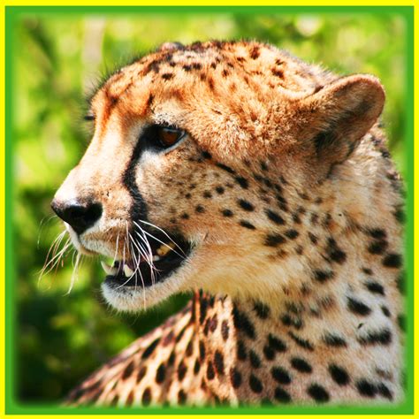 Relative Top Speeds of Common Land Animals: Is the Cheetah Really the ...