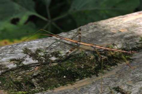 COLUMN: Walking stick among most fascinating insects - Orillia News