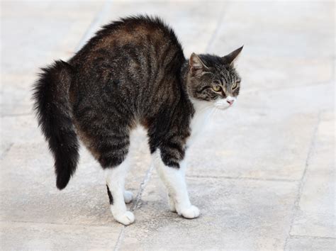 Scared Cats - What to Know and What to Do - Veterinary Clinic | Gateway ...