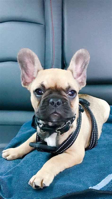 Black Mask Fawn French Bulldog