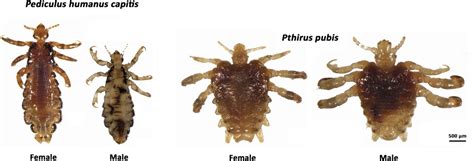 Entre agua, frío y sal, los piojos que viven sobre los mamíferos ...