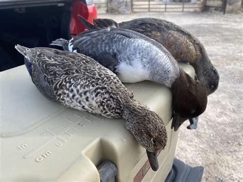 Desert ducks from 1 Dec : r/Waterfowl