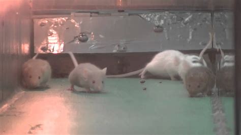 Mouse Racing Great Race