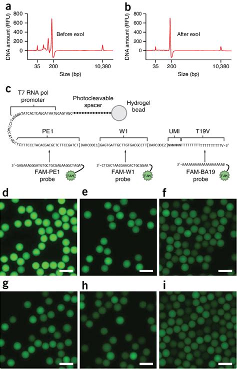 | Quality control of barcoded hydrogel bead synthesis. (a,b ...
