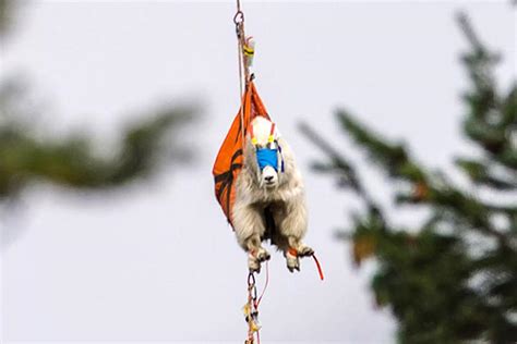 Mountain Goat Helicopter Rescue – Fair Lifts Helicopter Services