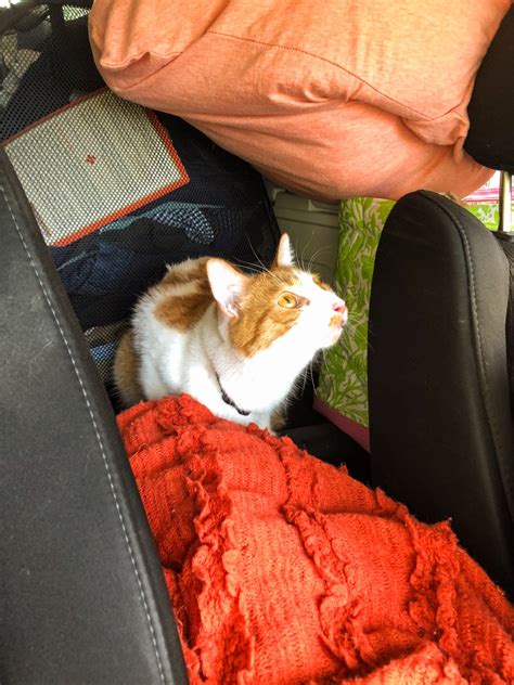 11 Proven Tips for Taking a Cat on a Road Trip - TWO OUTLIERS