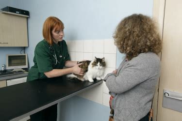 Why have a cat clinic? - The Veterinary Cat Clinic