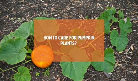 How To Care For Pumpkin Plants? - Happiness Pumpkin