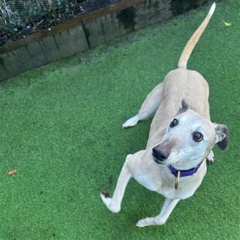 Lucy - Almost Home Dog Rescue