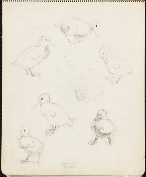 Sketches of ducklings - Digital Commonwealth
