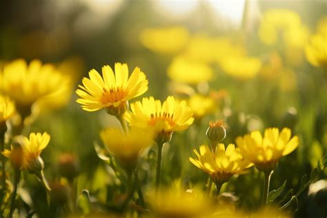 Frivole Flower Meaning, Symbolism & Spiritual Significance - Foliage ...