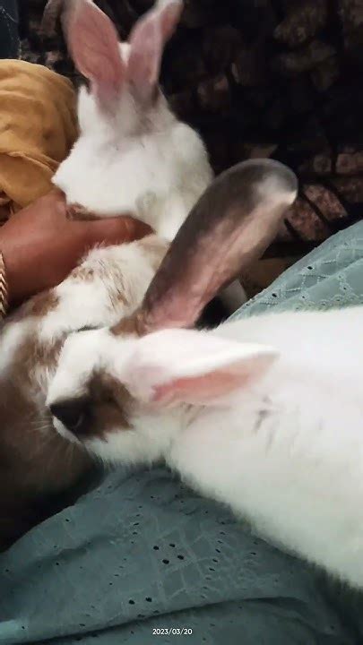 Annoying bunnies 🐰 | rabbit annoying behavior - YouTube