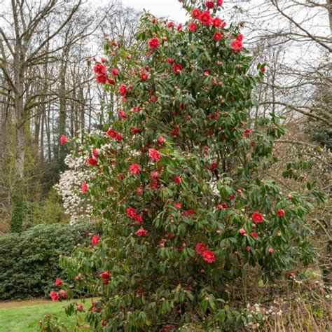 Camelia du japon | Jardinerie Ferriere Fleurs