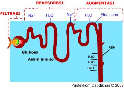 E Learning MAN 1 Medan: Pembentukan Urin