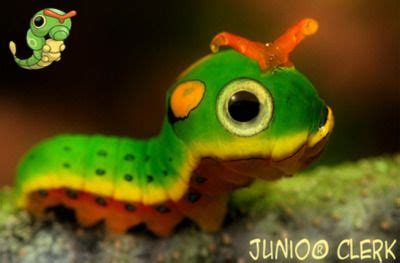 Realistic Caterpie - A Must-Have for Pokemon Fans