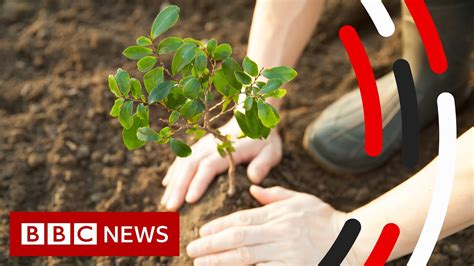 Tree Planting and Climate Change - BBC News