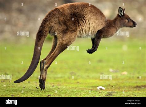 Kangaroo Jumping In Pouch at Shelley Morgan blog