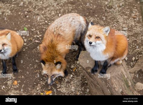 Fox animals couple together hi-res stock photography and images - Alamy