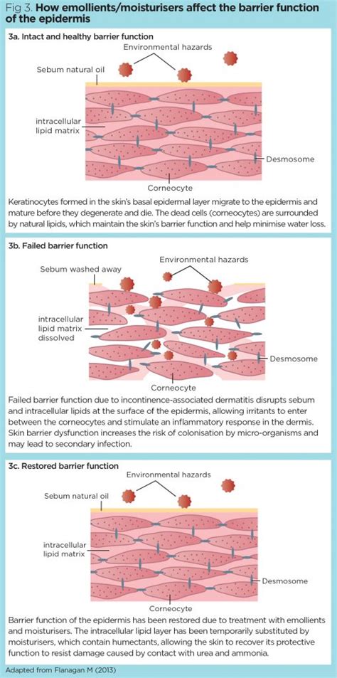 Incontinence-associated dermatitis 2: assessment, diagnosis and ...