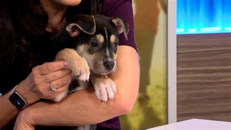 It’s All About Puppies with Lost Our Home Pet Rescue