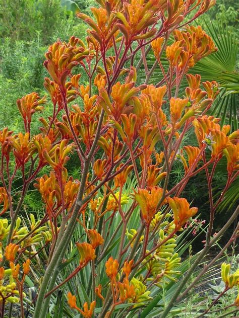 Kangaroo paws Australian Wildflowers, Australian Flowers, Australian ...