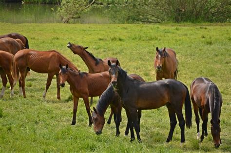 Large Group Of Horses In A Procession Top shots