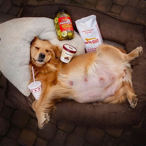 This Golden Retriever's 2 Pregnancy Announcements Are So Cute, Hoomans ...