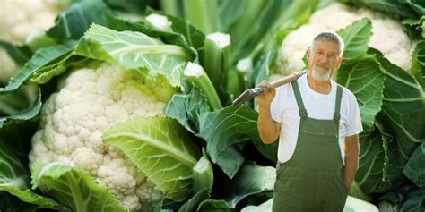 Comment cultiver le chou-fleur ? Retrouvez tous les conseils ...