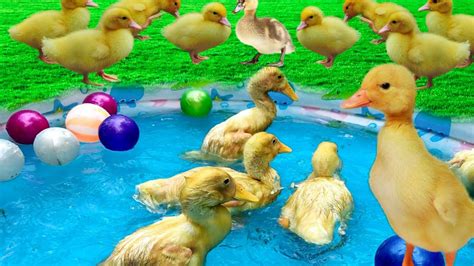 Funny duck, small duck on swimming pool, best duck videos - YouTube