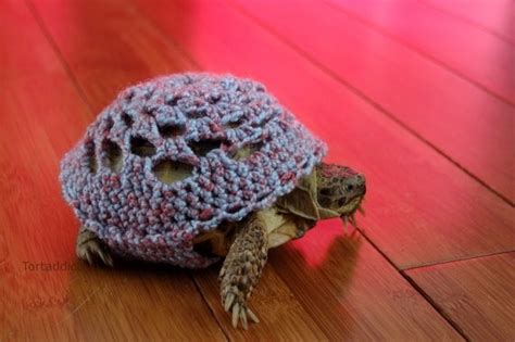 Tortoise jumper | Turtle, Turtles funny, Pet turtle