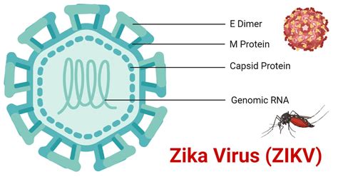 Zika Virus (ZIKV)- An Overview - Microbe Notes