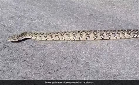 Snake Non Slithering A Video Is Going Viral - अजीबोगरीब तरह से सड़क पार ...