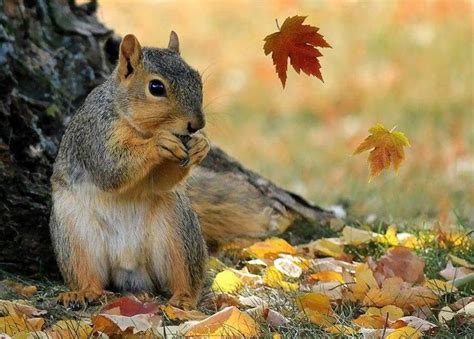 390 best Animals in autumn images on Pinterest | Adorable animals ...