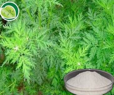 Artemisinin Treats Malaria and Cancer | Stanford Chemicals