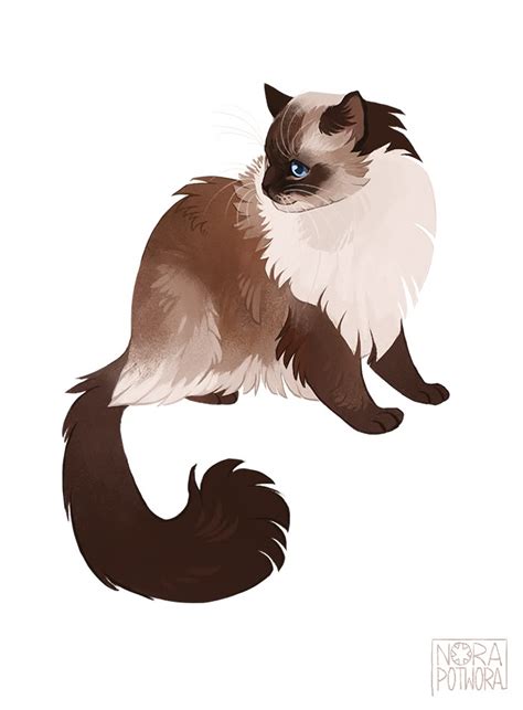 05 of suggested cats - ragdoll. | Warrior cats fan art, Animal drawings ...