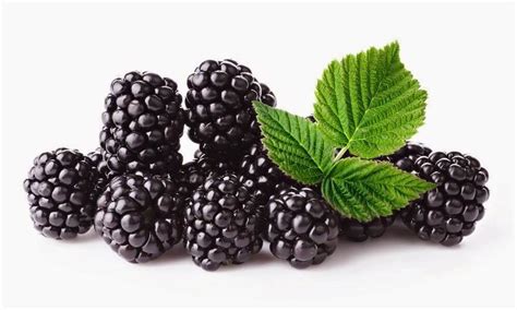 Quais são os benefícios da amora para a saúde? - TriCurioso