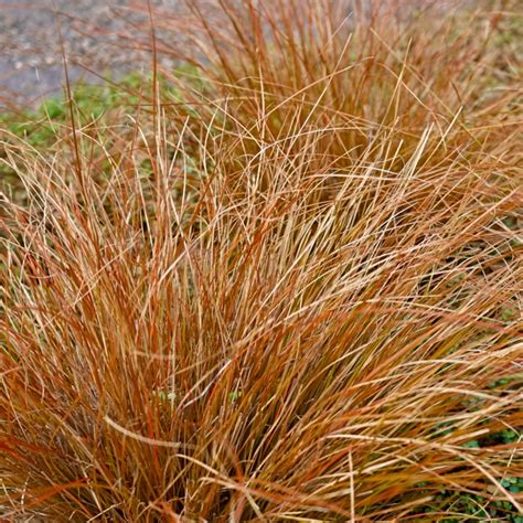Carex buchananii | Erica Garden