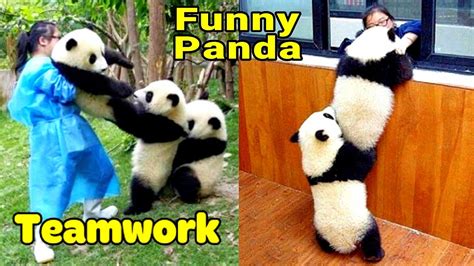 Pandas Are The Best in Team Work // Panda Teamwork // Funniest Animals ...
