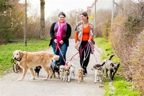 Devenir dog-sitter : conditions, qualités requises, formalités...