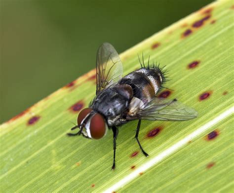 Macro Close Up of a fly image - Free stock photo - Public Domain photo ...