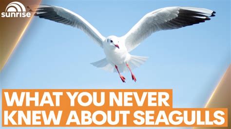 Sunrise bird expert Dr Grainne Cleary reveals some interesting facts ...