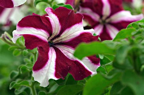 Petunia Flowers Garden - Free photo on Pixabay