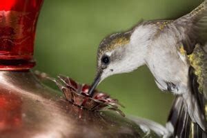 Hummingbird Sugar Water Ratio: Hit the 1:3 Sweet Spot - The Grow ...