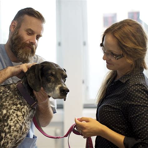 Incontinence urinaire chez le chien : Causes, Symptômes & Traitement ...