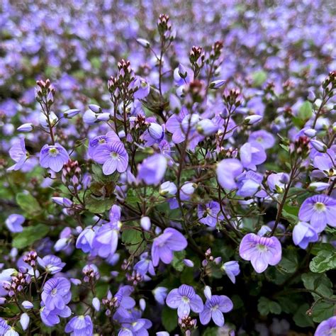 Veronica 'Waterperry Blue' Speedwell from Babikow Wholesale Nursery