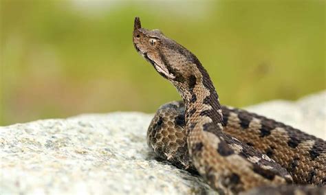 Viper Animal Facts - A-Z Animals
