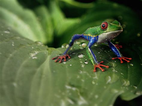 Rainette de White Dryopsophus caeruleus - Fond d'écran et images gratuites