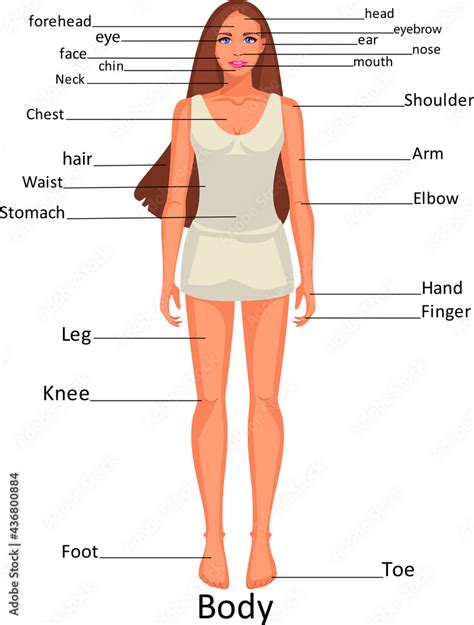 Human Body Parts Name With Picture For Kids