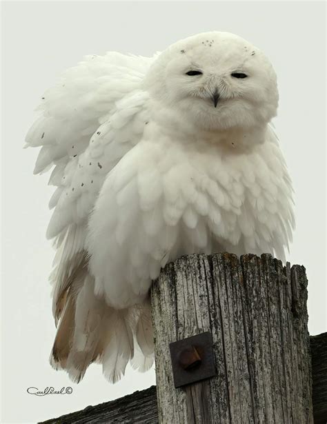 Solve A fluffy Snowy Owl preening. jigsaw puzzle online with 48 pieces