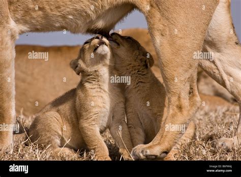 A pair of lion cubs suckling from mother lion Stock Photo - Alamy